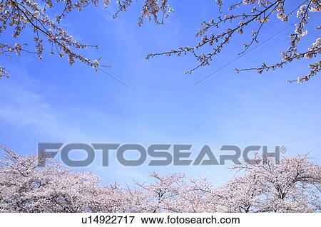 Stock Photo - Cherry Blossom Tree and Blue Sky. Fotosearch