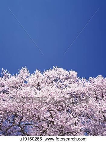 Stock Photography - Cherry Blossom Tree and Blue Sky. Fotosearch