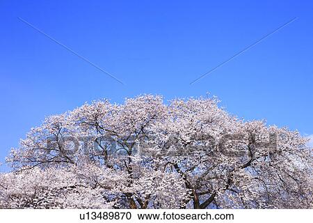 Stock Image - Cherry Blossom Tree and Clear Blue Sky. Fotosearch