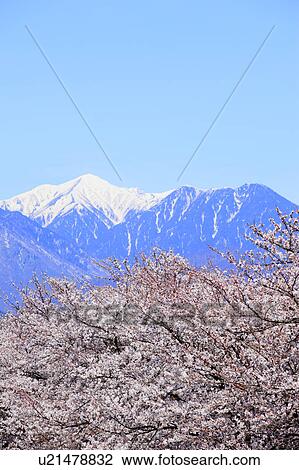 Cherry Blossom Tree and Mountain Range View Large Photo Image Stock Image - Cherry Blossom Tree and Mountain Range. Fotosearch