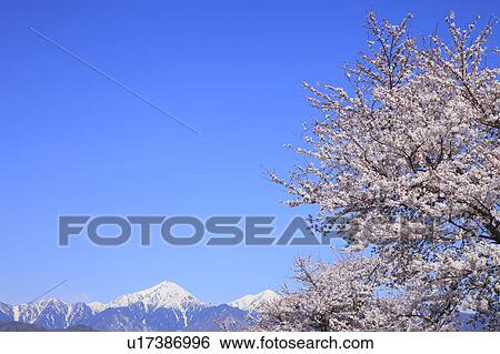 Stock Photograph - Cherry Blossom Tree and Mountain Range. Fotosearch