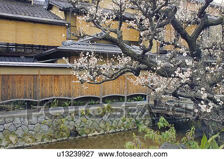 Stock Photo - Cherry Blossom Tree by Shirakawa Canal. Fotosearch