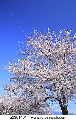 Picture - Cherry Blossom Tree. Fotosearch