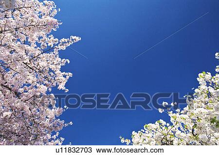 Stock Image - Cherry Blossom Tree. Fotosearch