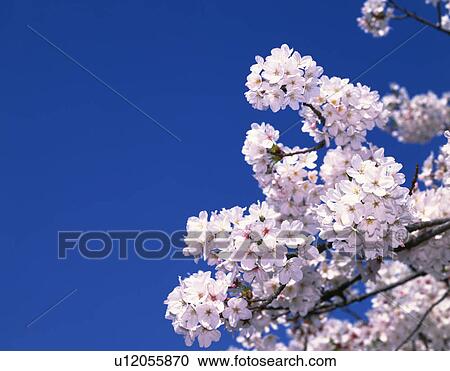 Stock Image - Cherry Blossom Tree. Fotosearch
