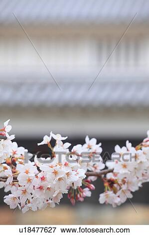 Stock Photo - Cherry Blossom Tree. Fotosearch