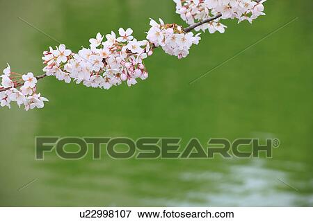 Stock Photo - Cherry Blossom Tree. Fotosearch