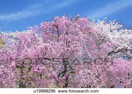 Cherry Blossom Tree View Large Photo Image Stock Photograph - Cherry Blossom Tree. Fotosearch