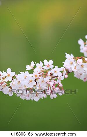 Cherry Blossom Tree View Large Photo Image Stock Photography - Cherry Blossom Tree. Fotosearch