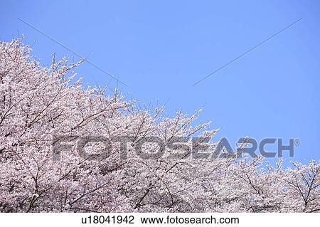 Stock Image - Cherry Blossom Trees Against Blue Sky. Fotosearch
