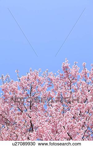 Cherry Blossom Trees Against Blue Sky View Large Photo Image Stock Image - Cherry Blossom Trees Against Blue Sky. Fotosearch