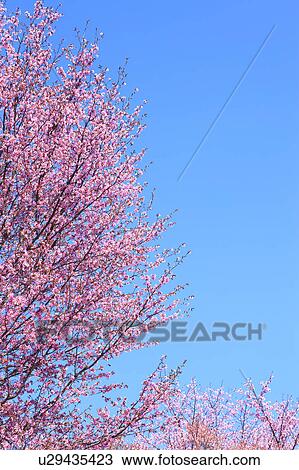Cherry Blossom Trees Against Blue Sky View Large Photo Image Stock Image - Cherry Blossom Trees Against Blue Sky. Fotosearch