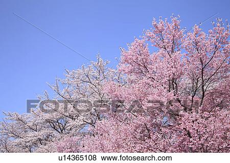 Cherry Blossom Trees Against Blue Sky View Large Photo Image Stock Photo - Cherry Blossom Trees Against Blue Sky. Fotosearch