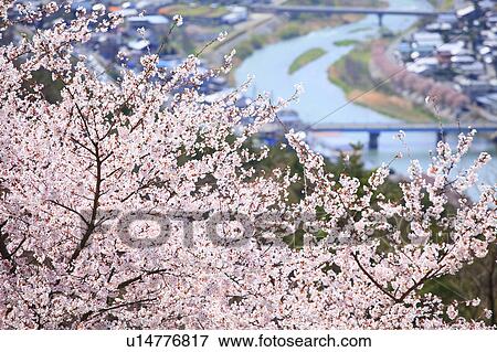 Cherry Blossom Trees and City in Background View Large Photo Image Stock Photo - Cherry Blossom Trees and City in Background. Fotosearch