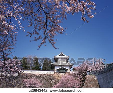 Cherry Blossom Trees and Kanazawa Castle View Large Photo Image Stock Image - Cherry Blossom Trees and Kanazawa Castle. Fotosearch