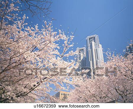 Cherry Blossom Trees and Metropolitan View Large Photo Image Stock Photo - Cherry Blossom Trees and Metropolitan. Fotosearch
