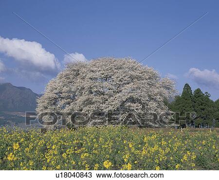 Stock Image - Cherry Blossom Trees and Oilseed Rape Flowers. Fotosearch