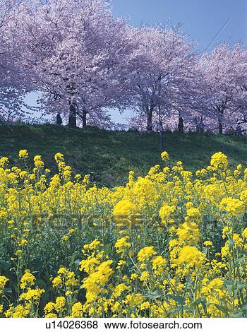 Cherry Blossom Trees and Oilseed Rape Blossoms View Large Photo Image Stock Photo - Cherry Blossom Trees and Oilseed Rape Blossoms. Fotosearch
