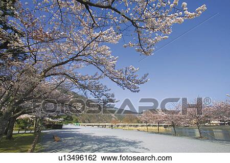 Cherry Blossom Trees at Togetsu-kyo View Large Photo Image Stock Image - Cherry Blossom Trees at Togetsu-kyo. Fotosearch