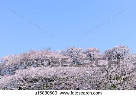 Cherry Blossom Trees View Large Photo Image Stock Image - Cherry Blossom Trees. Fotosearch