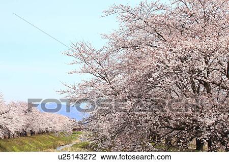Stock Image - Cherry Blossom Trees. Fotosearch