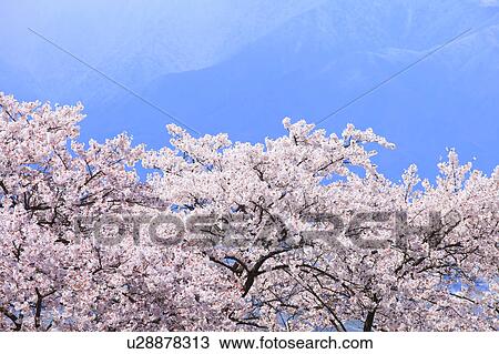 Stock Image - Cherry Blossom Trees. Fotosearch