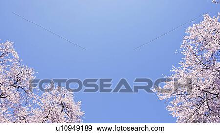 Cherry Blossom Trees View Large Photo Image Stock Photo - Cherry Blossom Trees. Fotosearch