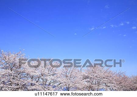 Stock Photo - Cherry Blossom Trees. Fotosearch