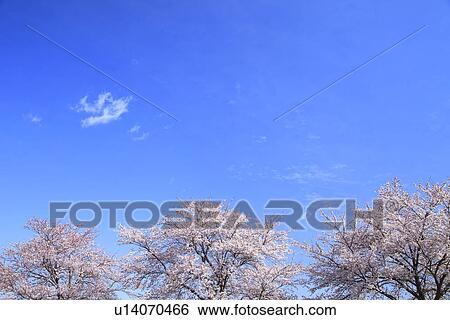 Cherry Blossom Trees View Large Photo Image Stock Photograph - Cherry Blossom Trees. Fotosearch