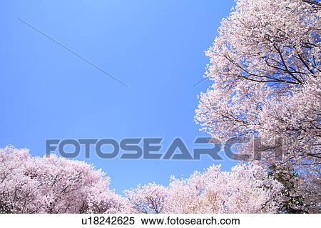 Cherry Blossom Trees View Large Photo Image Stock Photography - Cherry Blossom Trees. Fotosearch