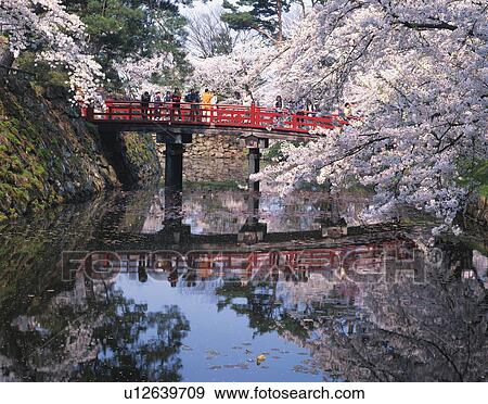 Cherry Blossoms Over Canal View Large Photo Image Stock Photo - Cherry Blossoms Over Canal. Fotosearch
