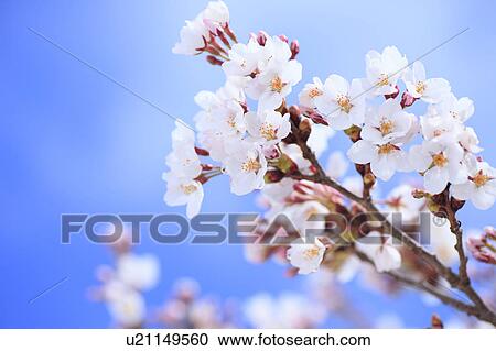 Stock Image - Cherry Blossoms. Fotosearch