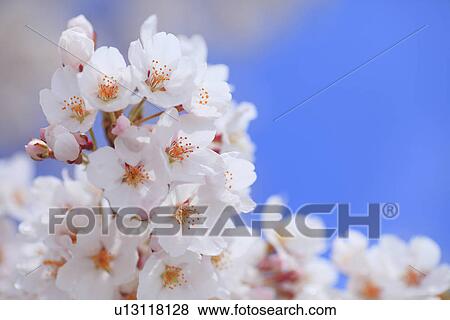 Cherry Blossoms View Large Photo Image Stock Photo - Cherry Blossoms. Fotosearch