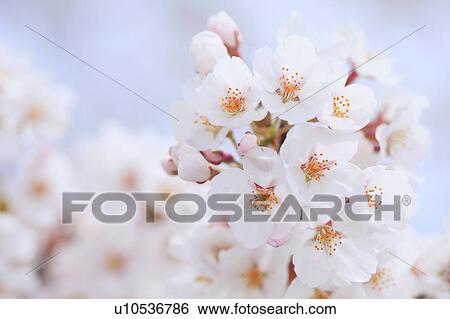 Stock Photograph - Cherry Blossoms. Fotosearch