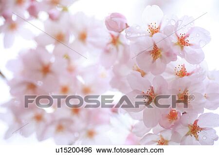 Stock Photograph - Cherry Blossoms. Fotosearch