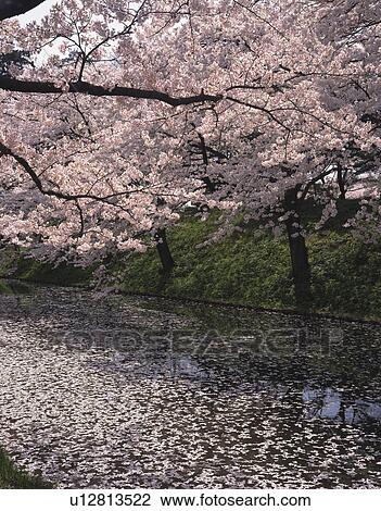 Stock Image - Cherry Tree Blossoms Over Moat. Fotosearch