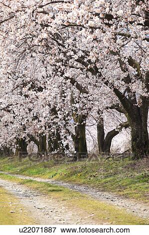 Stock Photo - Cherry Trees Lining Dirt Track. Fotosearch