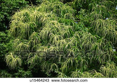 Stock Image - Chestnut tree. Fotosearch