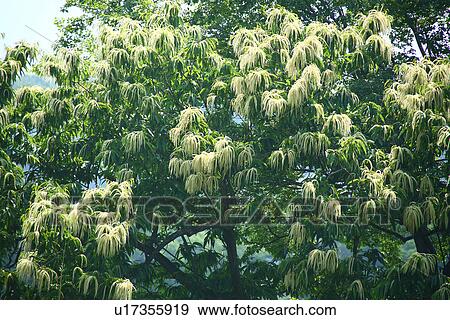 Stock Photo - Chestnut tree. Fotosearch