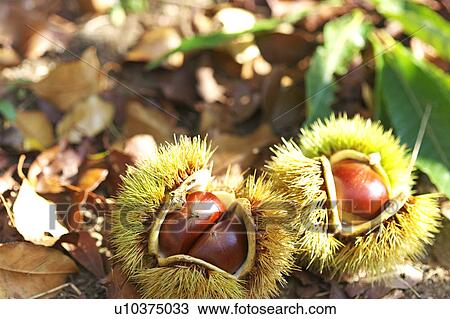 Chestnuts View Large Photo Image Stock Image - Chestnuts. Fotosearch