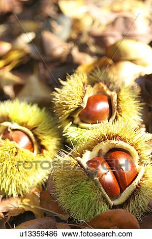 Chestnuts View Large Photo Image Stock Photograph - Chestnuts. Fotosearch