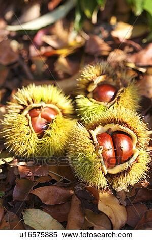 Stock Photography - Chestnuts. Fotosearch