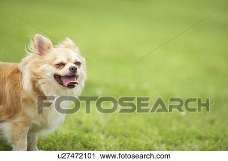 Chihuahua Dog View Large Photo Image Stock Image - Chihuahua Dog. Fotosearch