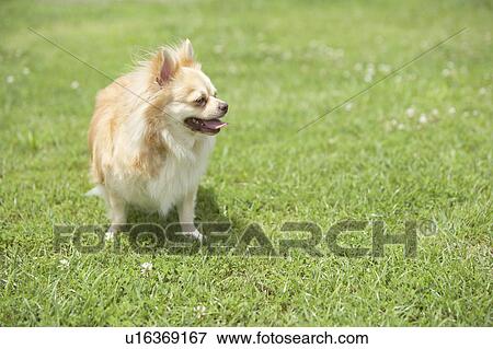 Chihuahua Dog View Large Photo Image Stock Photo - Chihuahua Dog. Fotosearch