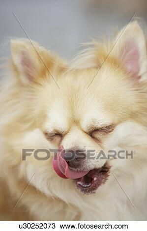 Chihuahua Licking His Own Face View Large Photo Image Stock Image - Chihuahua Licking His Own Face. Fotosearch