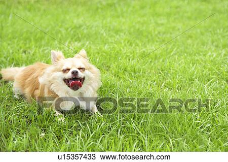 Chihuahua on Grass View Large Photo Image Stock Image - Chihuahua on Grass. Fotosearch