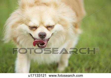 Stock Image - Chihuahua. Fotosearch