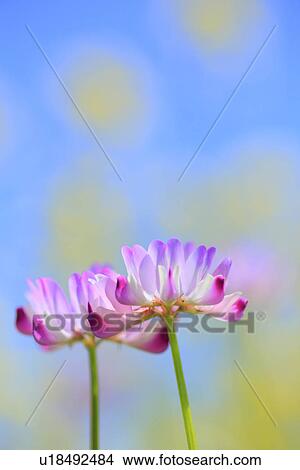 Picture - Chinese Milk Vetch Flowers. Fotosearch