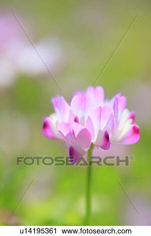 Stock Image - Chinese Milk Vetch Flowers. Fotosearch