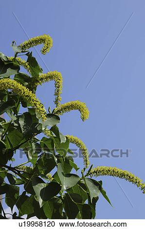Stock Image - Chinese tallow tree blossoming. Fotosearch